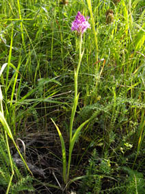 Anacamptis pyramidalis